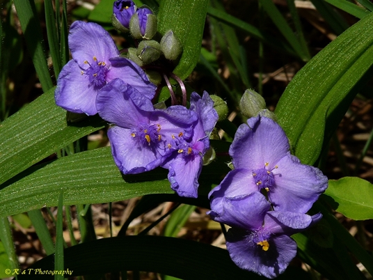 {Tradescantia virginiana}